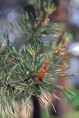New pine branch in the forest close up