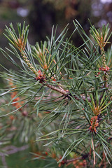 New pine branch in the forest close up