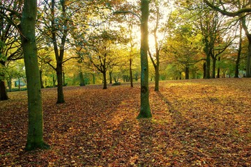 autumn in the park