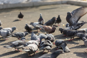 Many pigeons are eating food