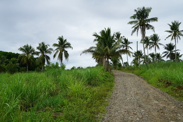 Dirt road running through rural countryside of the tropical jungle landscape outside of Dumaguete, Philippines