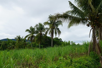 View of coconut trees in the tropical jungle landscape outside of Dumaguete, Philippines