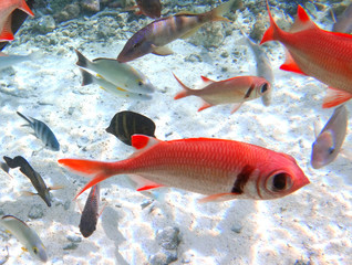 Underwater view of colorful tropical fish and coral reef in the Bora Bora lagoon, French Polynesia