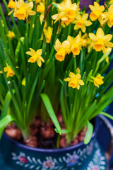 narcissus flowers in the pot