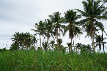 Row of coconut trees in the tropical jungle outside of Dumaguete, Philippines