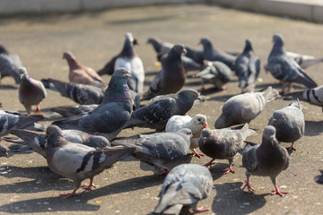 Many pigeons are eating food