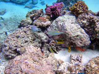 Underwater view of colorful tropical fish and coral reef in the Bora Bora lagoon, French Polynesia