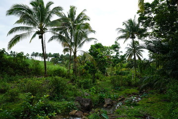 View of a small stream in the tropical jungle outside of Dumaguete, Philippines