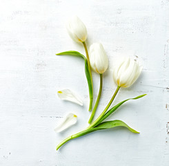 White spring tulips on painted wooden background. Flat lay. Copy space