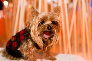 Cute Yorkshire Terrier dog in black and red coat yawning with soft lights in the background