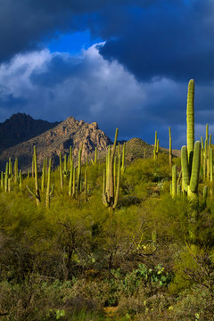 Sunlit Cacti on a Stormy Day © jbrown