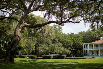 Trees in a park