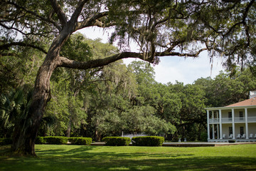 Obraz premium Trees in a park