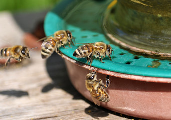 On the apiary bees gain water