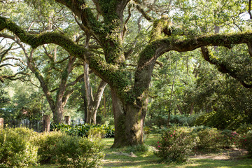 Fototapeta premium Trees in a park 