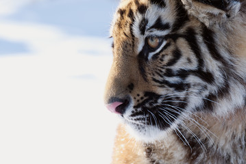 Tiger. Young male Siberian tiger on white snow on a sunny day. Large portrait-looking away.