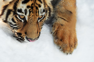 Tiger. A young male Siberian tiger lies on on white snow on a sunny day. The portrait looks down.