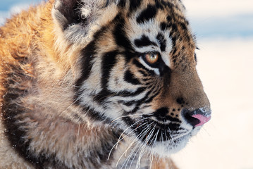 Tiger. Young male Siberian tiger on white snow on a sunny day. Large portrait-looking away.
