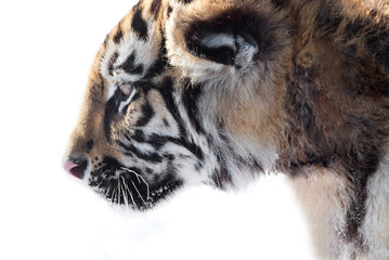 Tiger. Young male Siberian tiger on white snow on a sunny day. Large portrait-looking away.