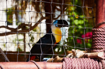 Beautiful Toucan in captivity