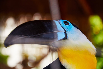 Beautiful Toucan in captivity