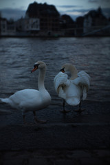 Swans on the Meuse