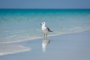 bird on the beach