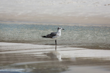 bird on the beach