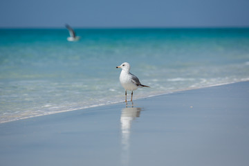 bird on the beach