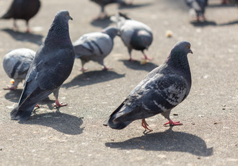 Many pigeons are eating food