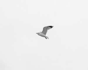 A single seagull in flight
