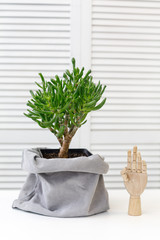 cactus and decorative wooden hand in the interior