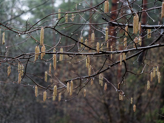 spring is the beginning. earrings are blooming on the bushes.