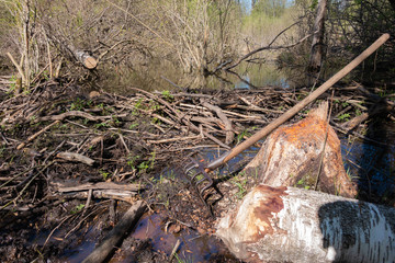 spring forest green landscape with trees flourishing; beaver carved big birch; metal forks for cleaning beaver dams