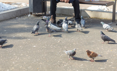 man sits outside and feeds pigeons from hands