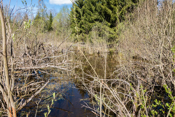 spring forest green landscape with large old trees and firs on a beautiful blue sky background