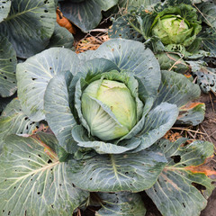 Fototapeta premium Cabbage field. Cultivation of cabbage in an open ground in the f