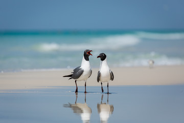 birds on the beach bickering