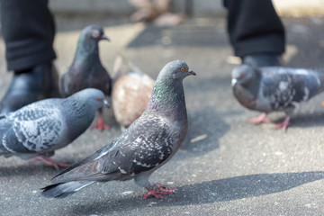 man sits outside and feeds pigeons from hands