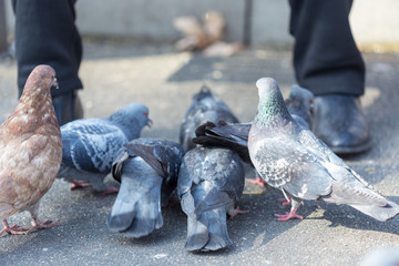 Fototapeta premium man sits outside and feeds pigeons from hands