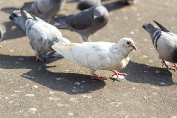 Many pigeons are eating food