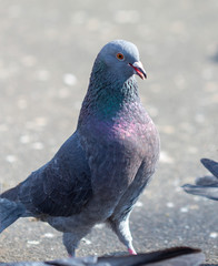 pigeons eat food