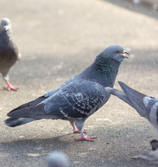 pigeons eat food