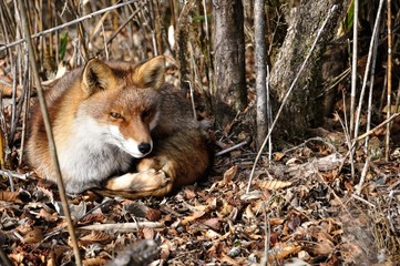 アカギツネ