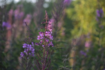 pink flowers in garden