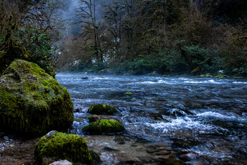 river in the forest