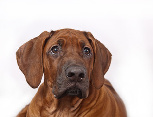 Dag breed Rhodesian ridgeback portrait on white background