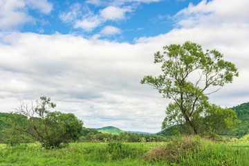 Fototapeta premium summer countryside in mountains. trees on a rural field in mountains. cloudy morning sky. hill in the distance.