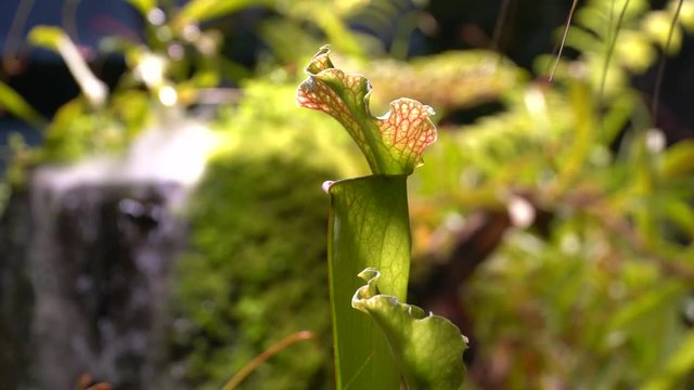 Carnivorous plants sundew, venus flytrap, sarratseniya