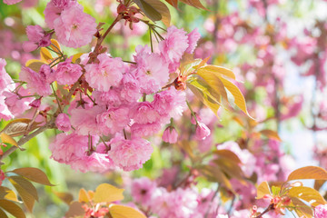 sakura tree in blossom. beautiful pink flower close up. background with blurred garden. sunny morning